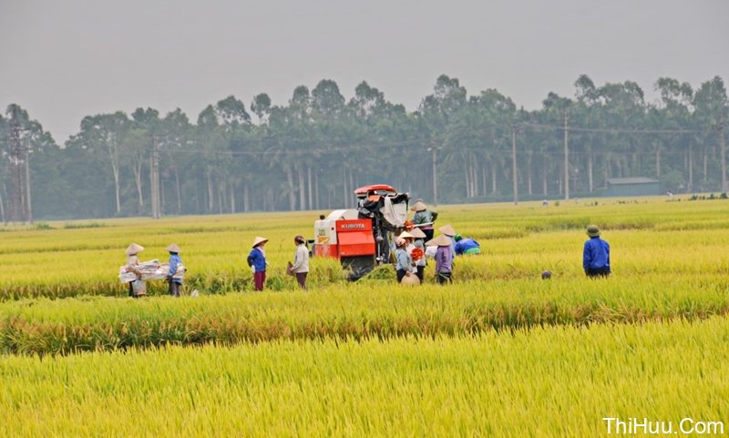 Cánh đồng lúa: Không gian mênh mông của cánh đồng lúa Việt Nam sẽ khiến bạn dễ dàng rơi vào giấc mơ thanh bình. Hãy để những bông lúa vàng ươm trổ bông trong gió, những hàng cây lúa chắn gió đưa bạn đến một thế giới khác. Điều đó sẽ khiến bạn cảm nhận được vị ngọt ngào và tình yêu của người nông dân đối với công việc của mình.