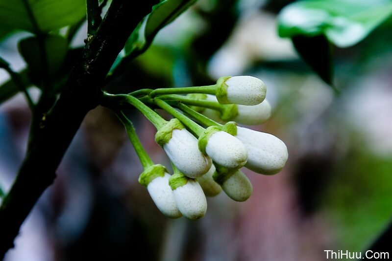 Bài Thơ: THƠ TÌNH THÁNG BA (Tác giả: Hồng Giang)